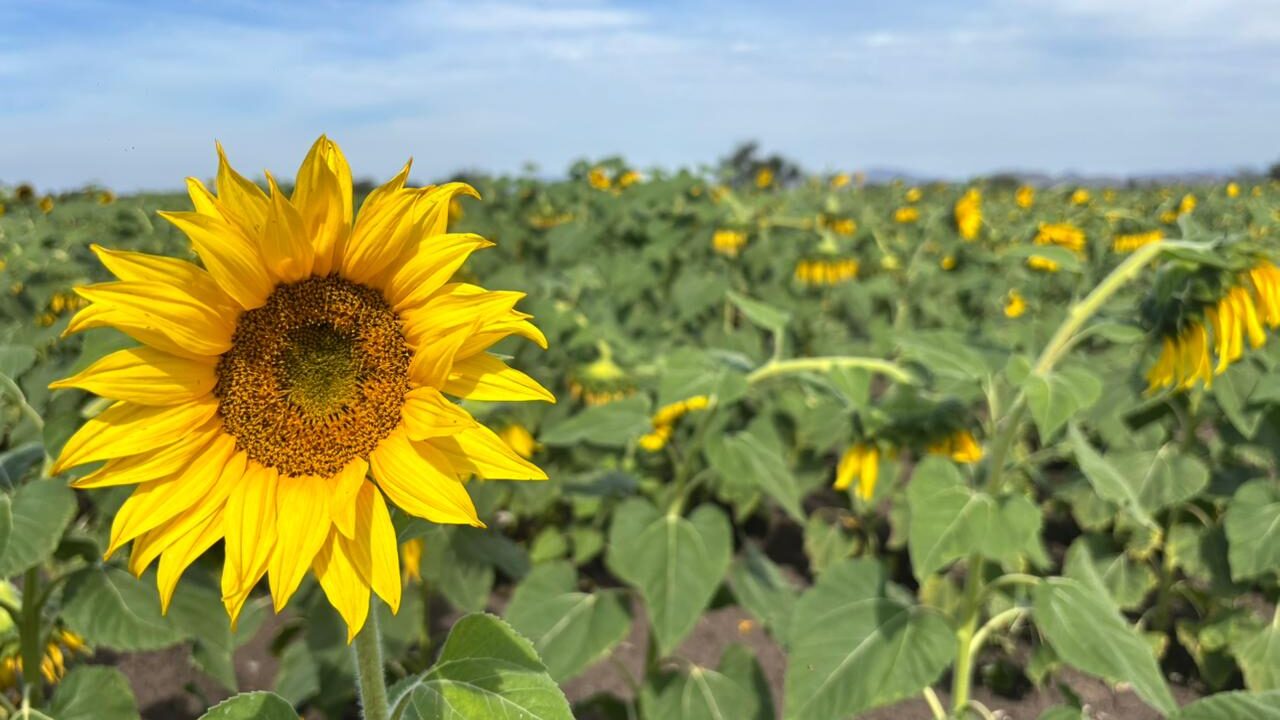 Un paseo amarillo brillante por los girasoles en Mocorito