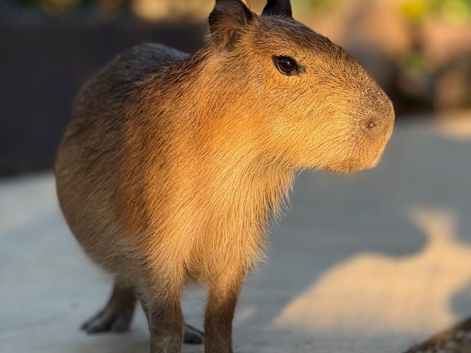 Tiernas capibaras se roban el corazón de los visitantes en Mazatlán