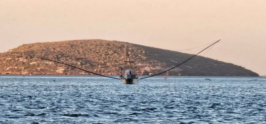Cuenta regresiva para veda camaronera; advierten repunte de pesca furtiva
