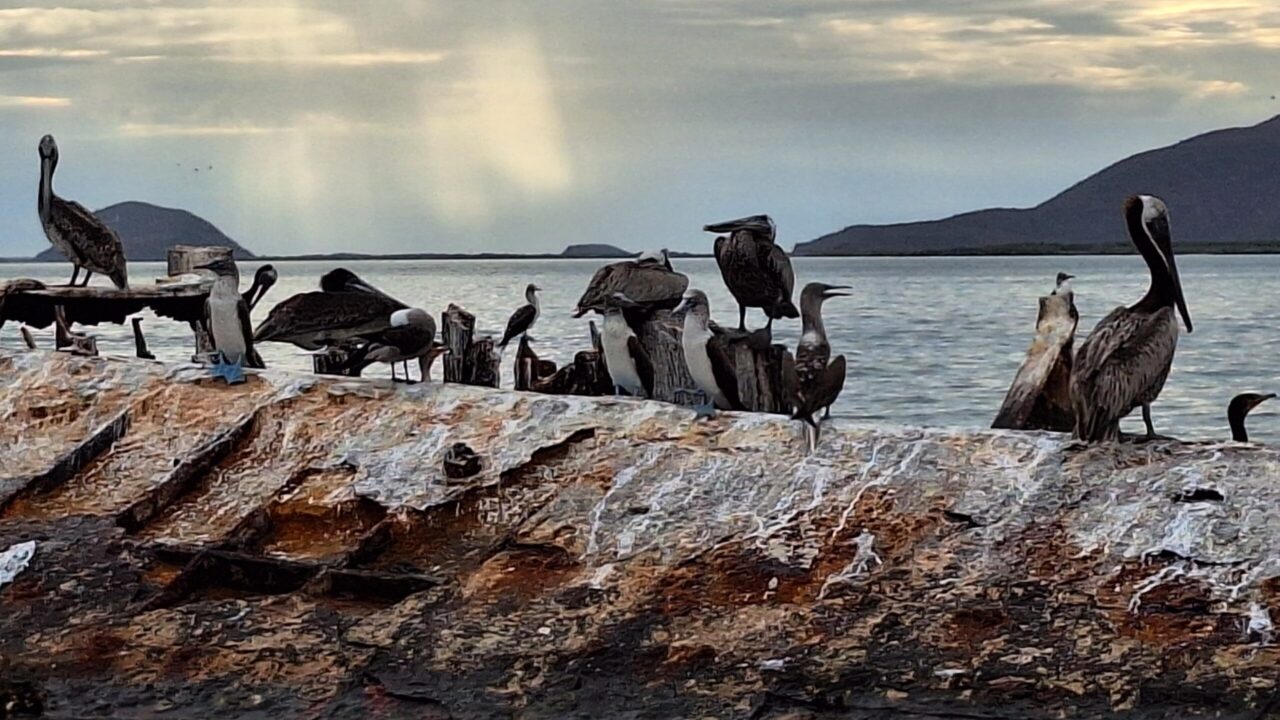 Recorridos por la bahía de Topolobampo: Una actividad para realizar en temporada vacacional
