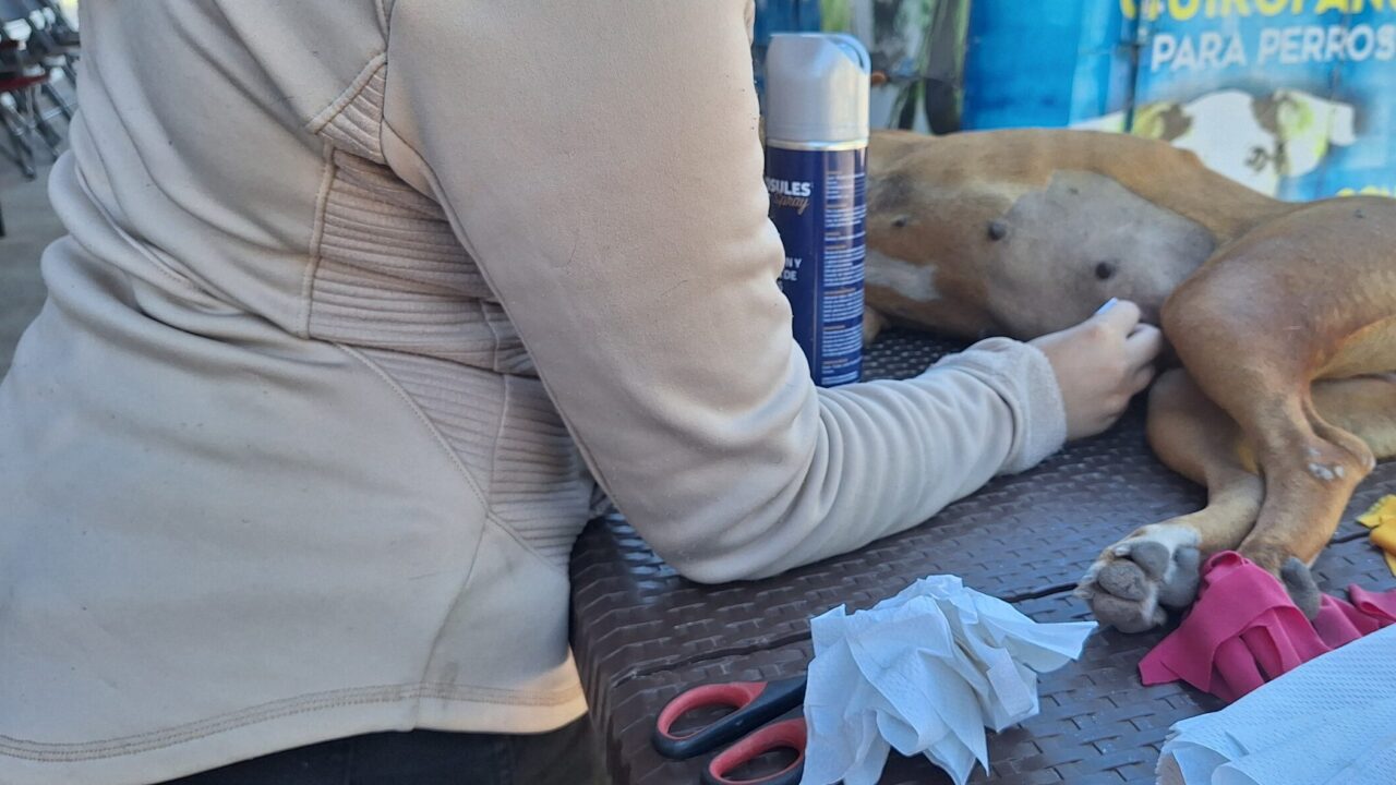 Historia: Rescatistas impulsan esterilizaciones para frenar el abandono animal