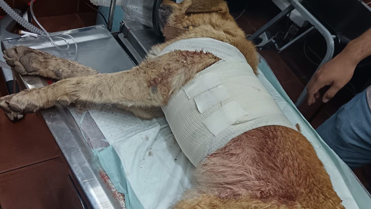 Perrita en estado delicado: Le perforaron los pulmones con arma de fuego en Prados del Sur