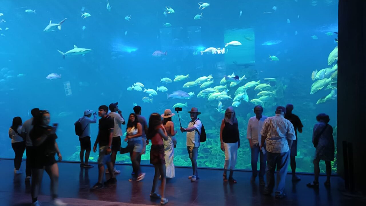 Gran Acuario Mazatlán, hábitats que conectan con el mar y promociones para todos los sinaloenses