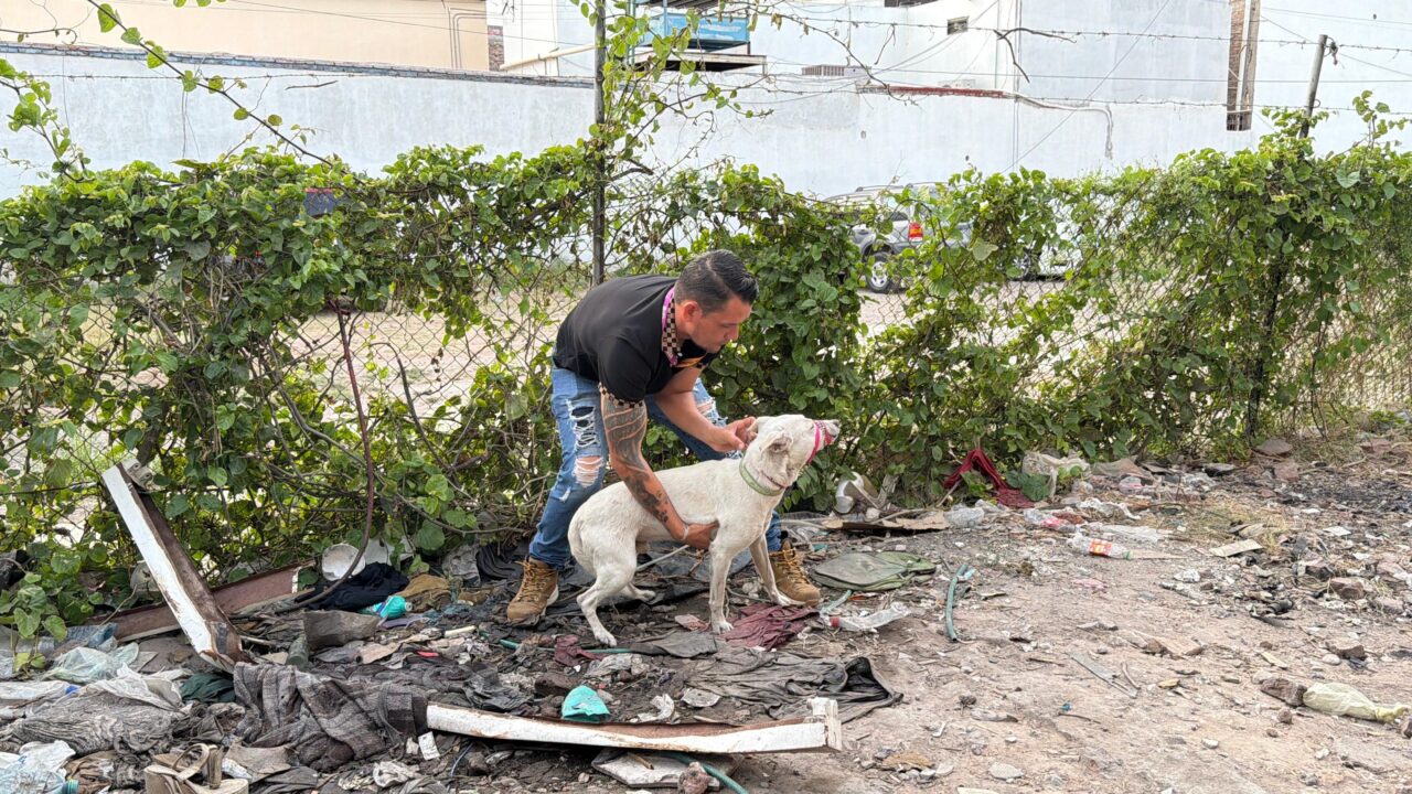 Vicefiscalía abre investigación para atender caso de maltrato animal en Los Mochis