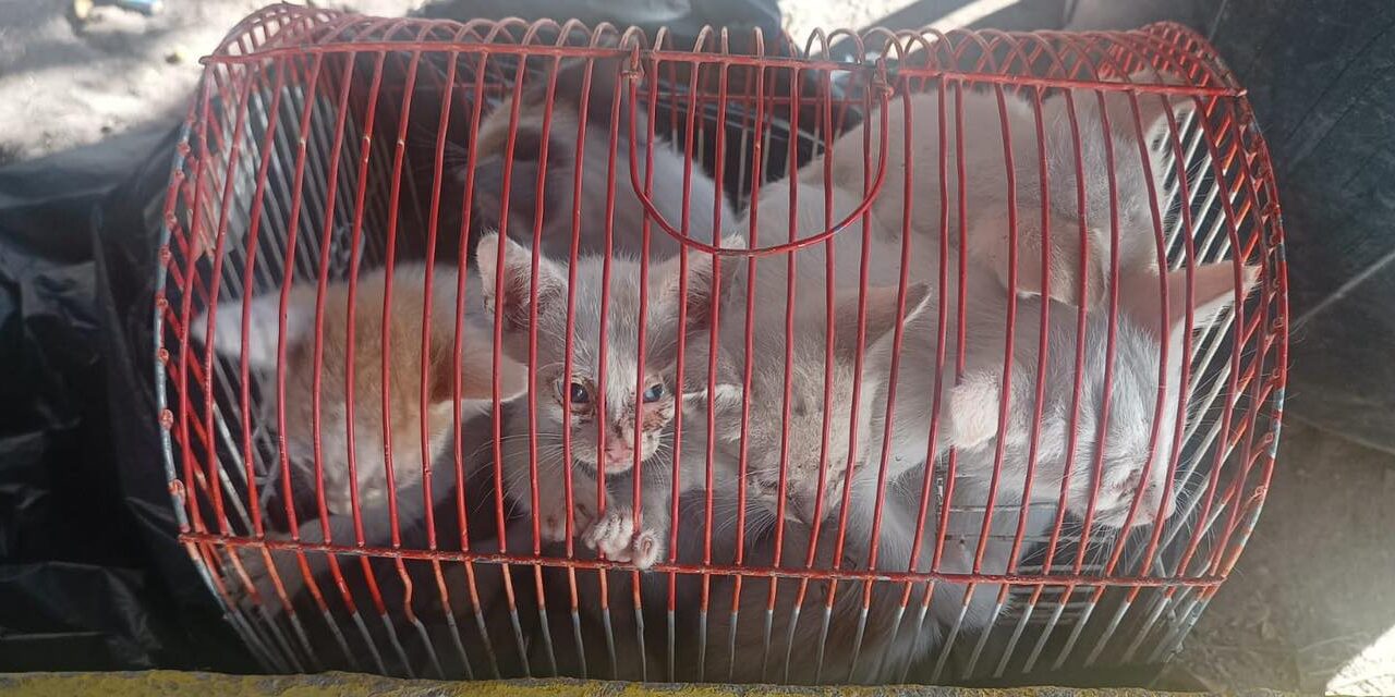 Abandonan a gatitos dentro de una jaula para aves y cubiertos con bolsas negras
