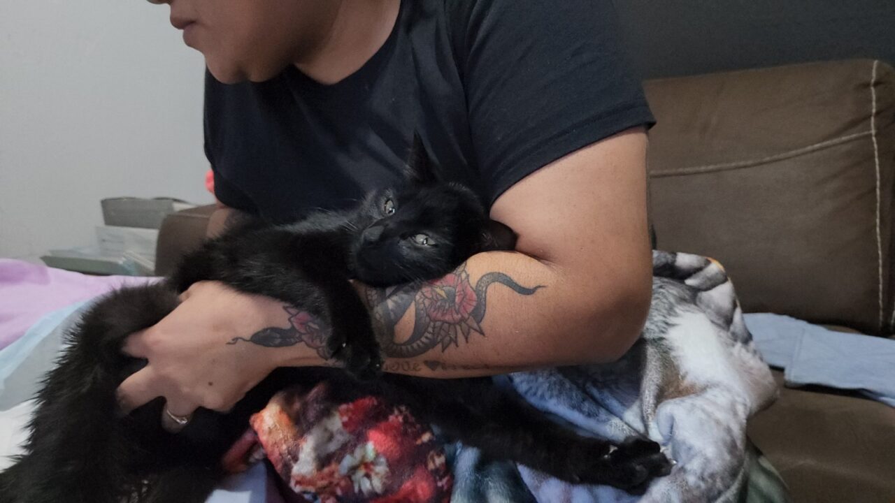 Agresor del gatito Lucifer reparará daños a los propietarios tras ser declarado culpable