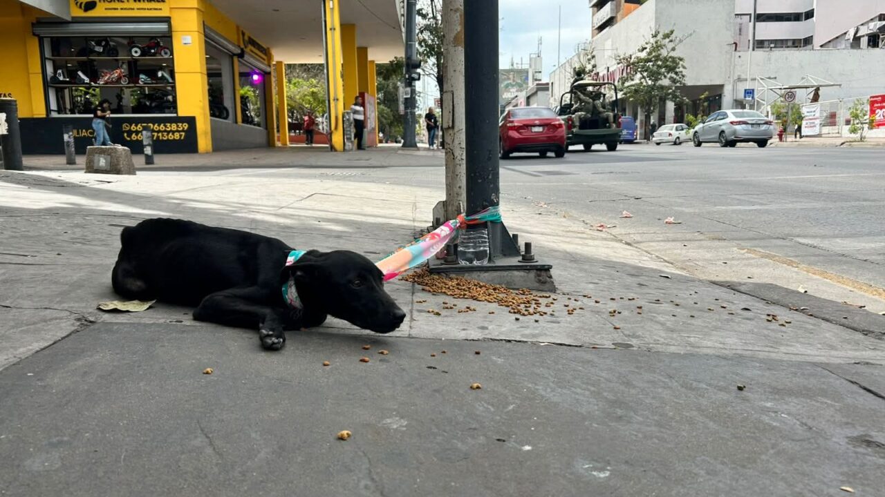 Crueldad sin freno: aumentan casos de maltrato animal en Culiacán