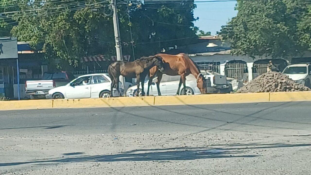 Denuncian maltrato de caballos en Ahome; señalan omisión de autoridades