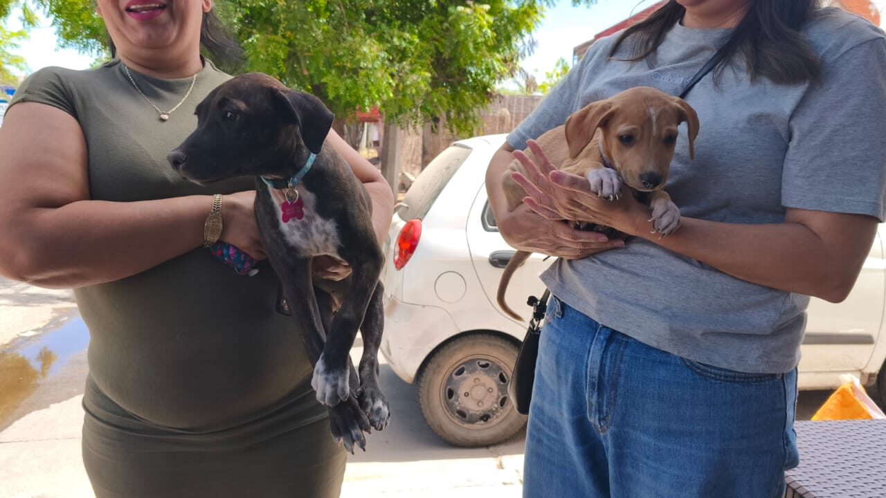 ‘Navidad Extendida’: Suman 106 esterilizaciones gratuitas