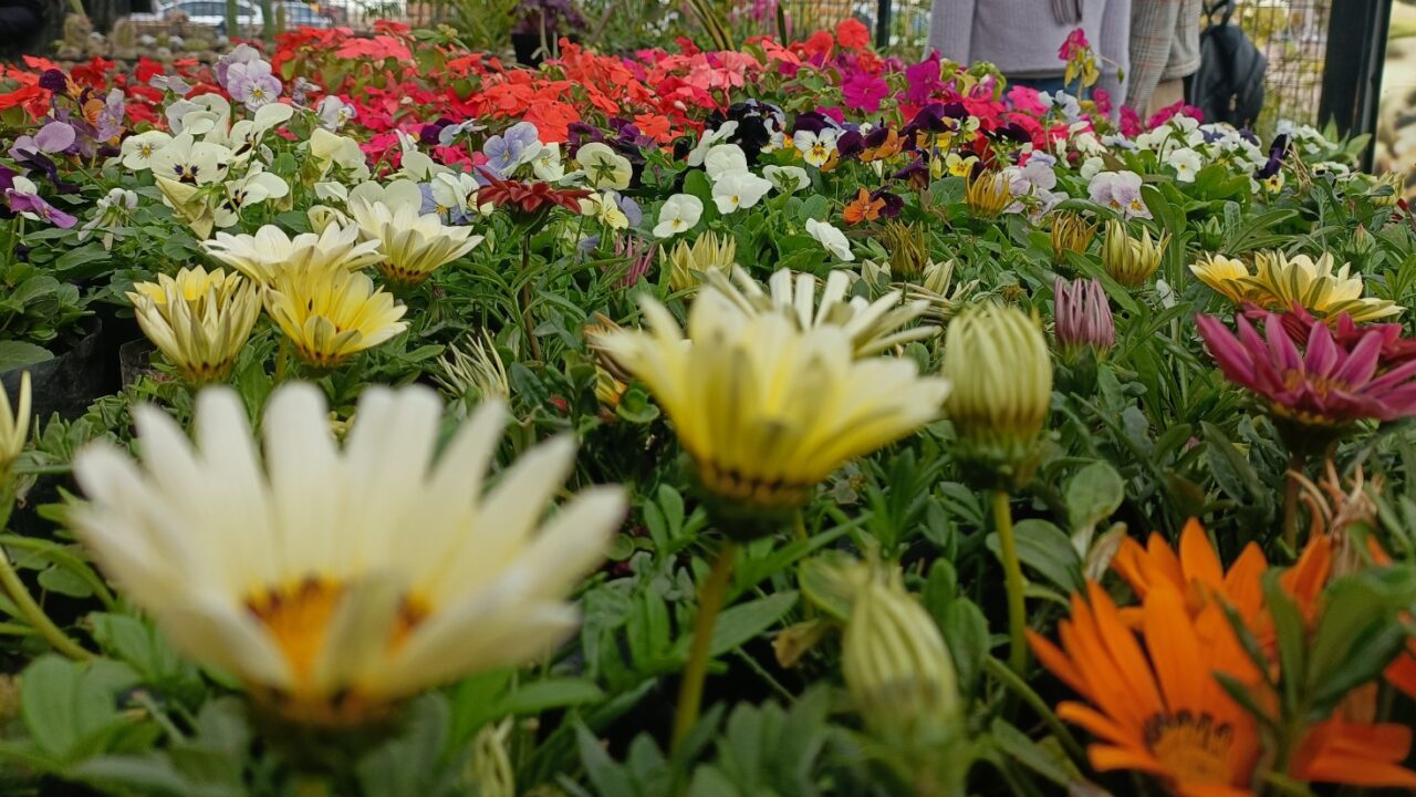 Parque Sinaloa te invita a su bazar de plantas por el Día de las Madres