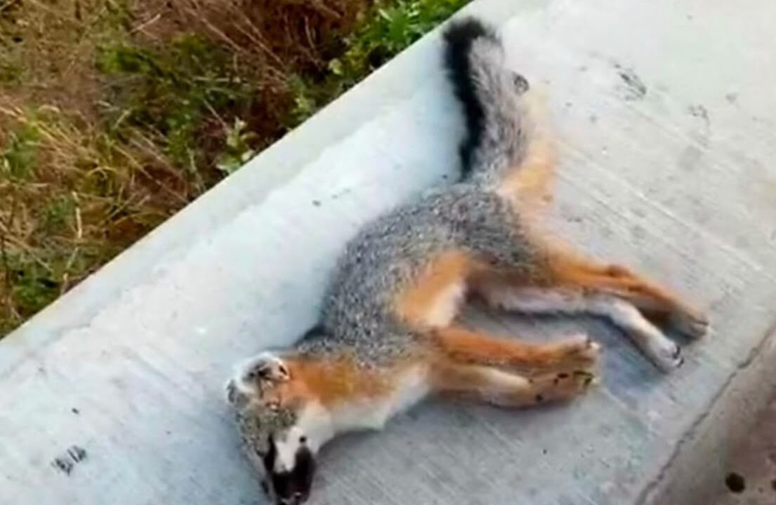 Hallan sin vida a ejemplar de zorro gris en el Cerro de la Memoria; ciudadanos piden protección a la fauna silvestre