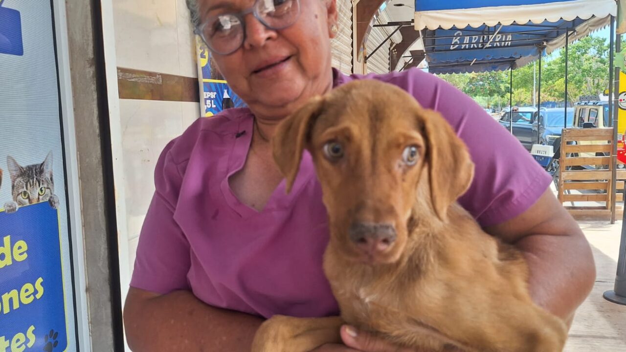 Más de 150 esterilizaciones gratuitas a través de ‘Navidad para Todos’
