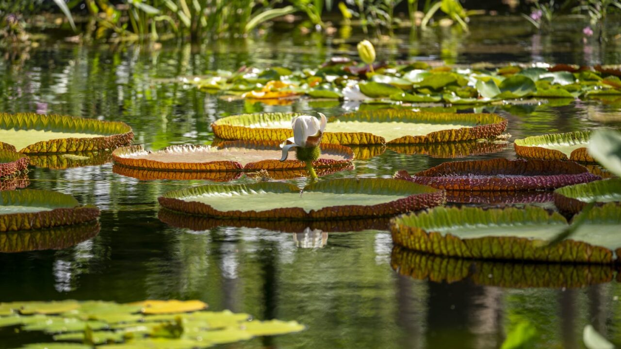 La “gigante flotante del Amazonas” ya puede verse en el Jardín Botánico Culiacán
