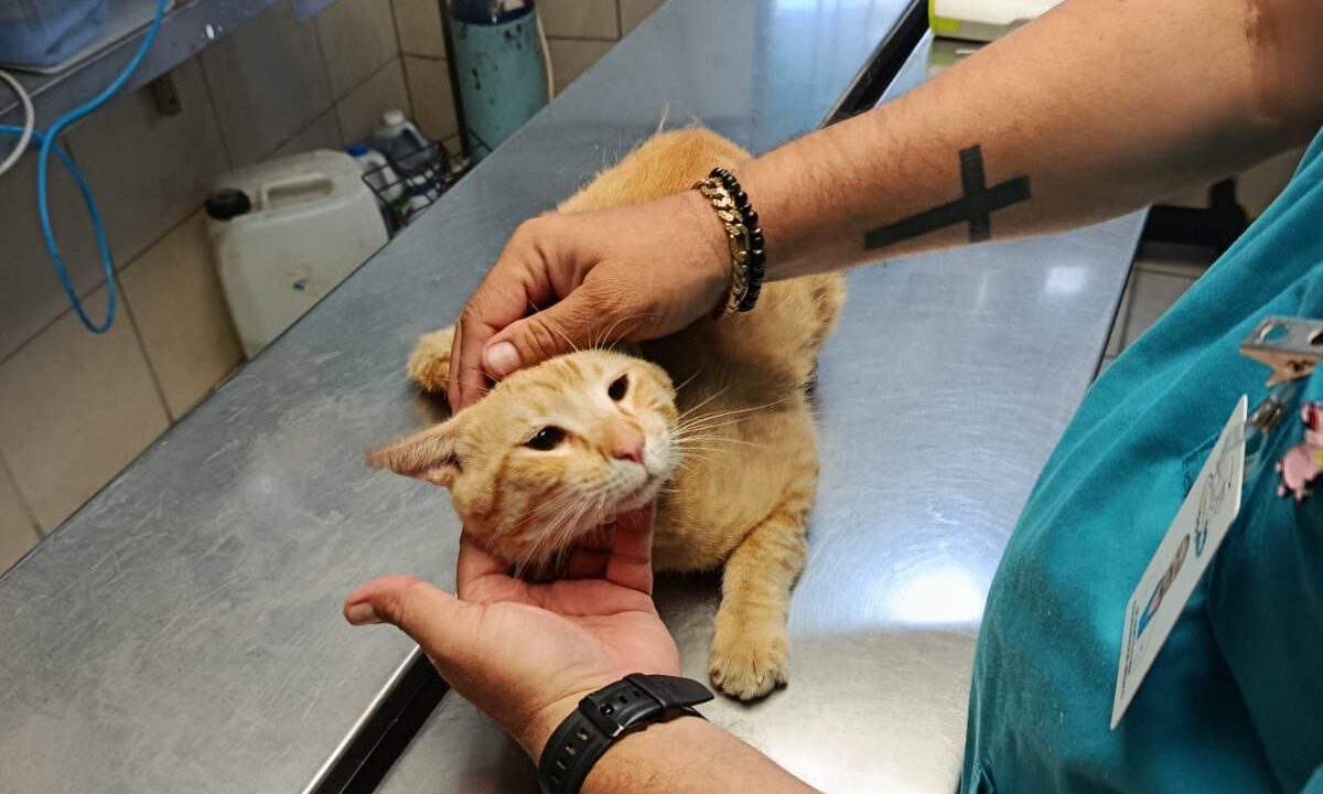 Gatito baleado en Culiacán lucha por recuperarse y requiere apoyo ciudadano