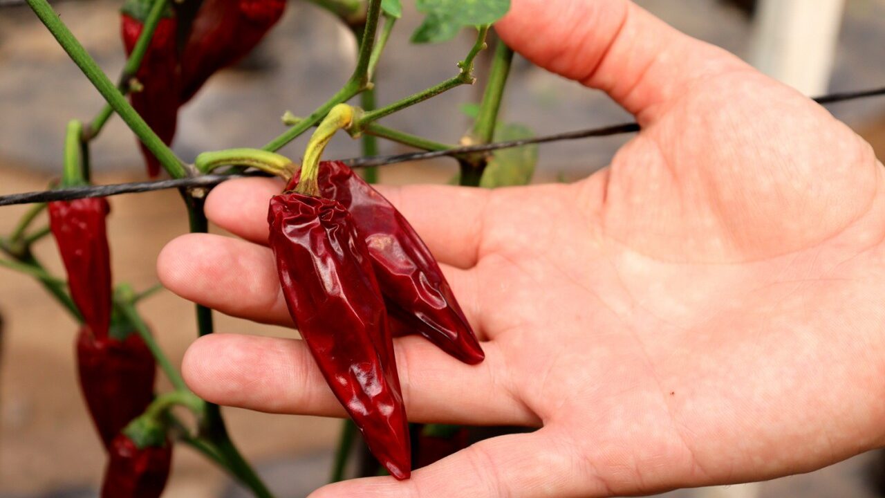 Investigador busca preservar especies de chile silvestre ante el cambio climático; plantean renovar bancos de semillas por la creciente urbanización