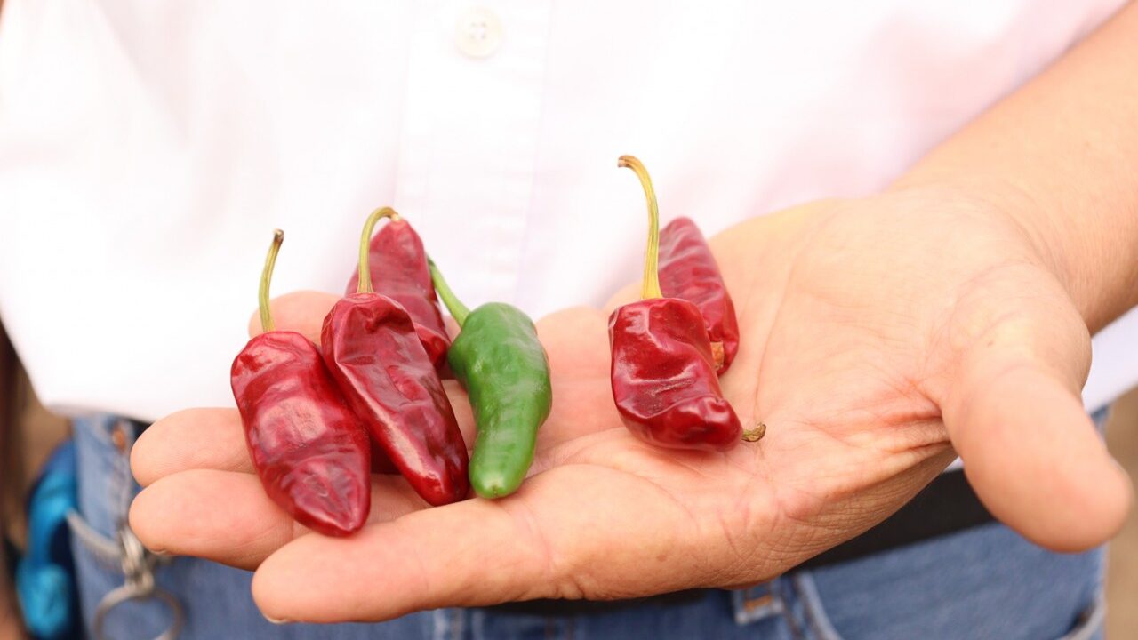 ¡El ancestro del sabor! La UAS investiga la resistencia genética del chile silvestre para fortalecer el campo mexicano; alerta sobre la desaparición de poblaciones
