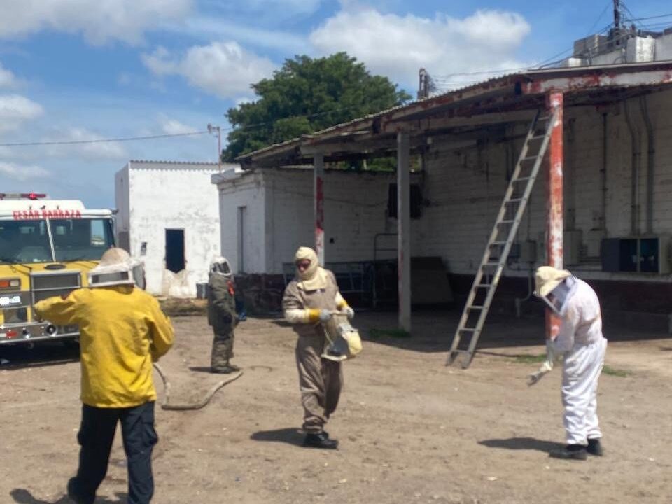 Retiran enjambre de abejas del Rastro Municipal de Los Mochis; no hubo personas lesionadas