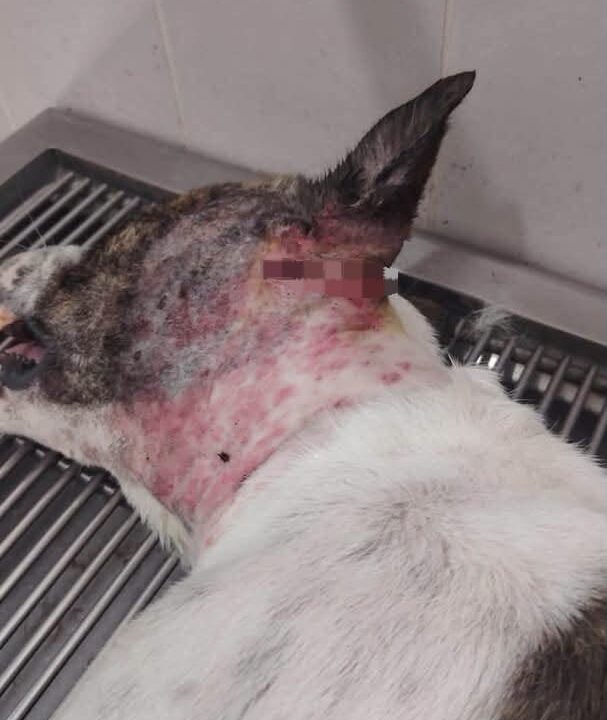 Se busca al responsable de presunta agresión con machete contra perrito