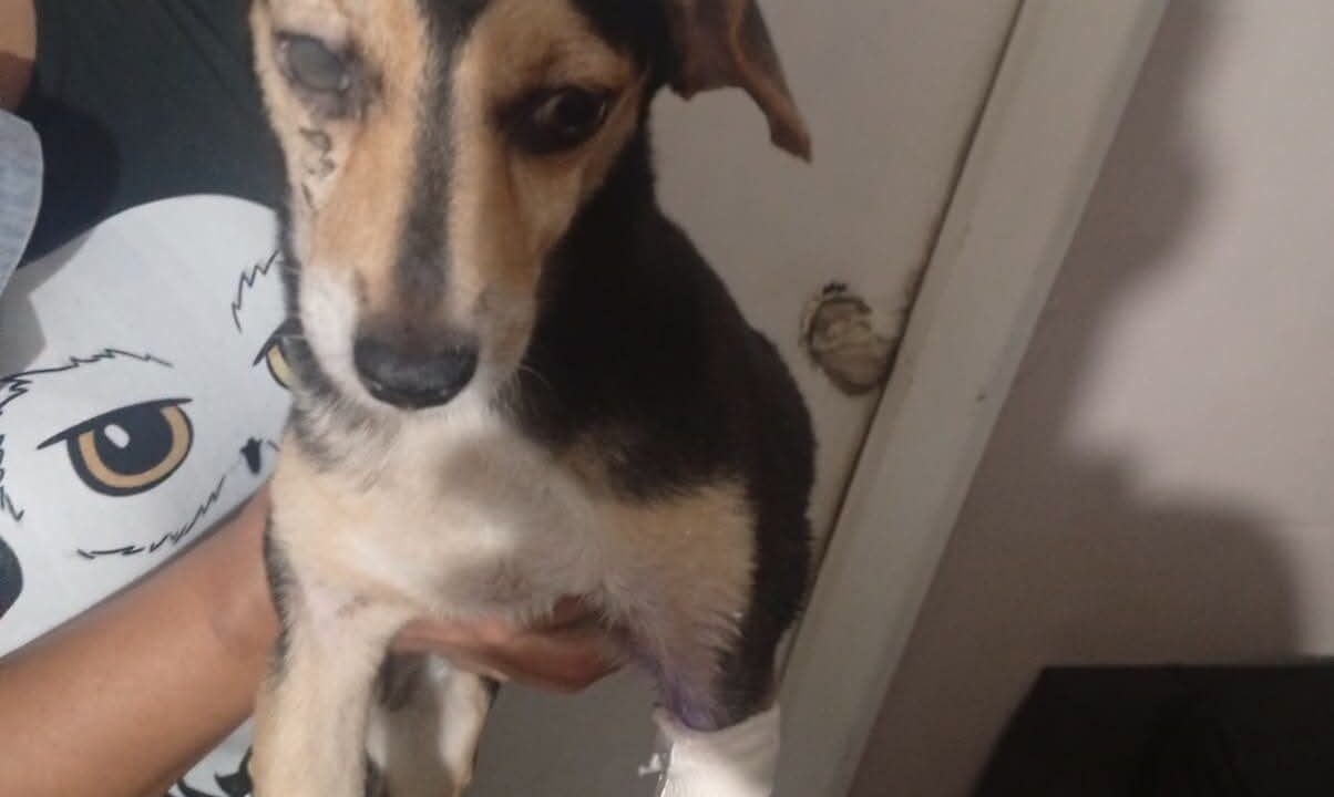 Rescatan a perrita con severas lesiones: Apoya y cambia su vida
