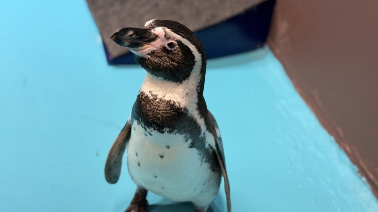 De las aguas frías del Pacífico a Mazatlán, conoce los pingüinos de Humboldt