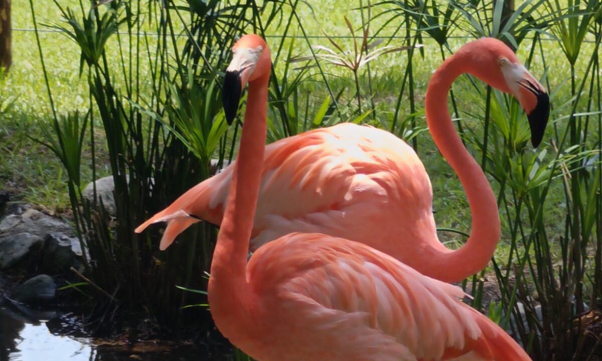 El color vuelve al mar, conoce a los flamencos en el Gran Acuario Mazatlán
