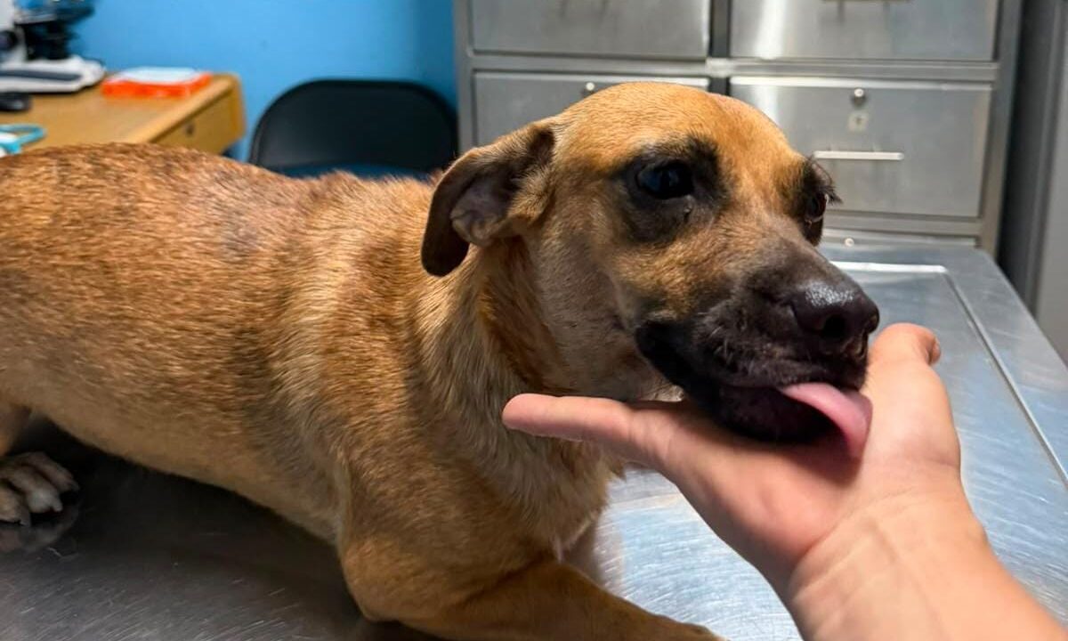 Exigen justicia para ‘Kuki’ en Los Mochis: Perrita agredida por menores