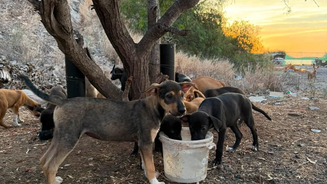 Patitas con Causa invita a sumar a la colecta a favor de los perritos en el Maviri
