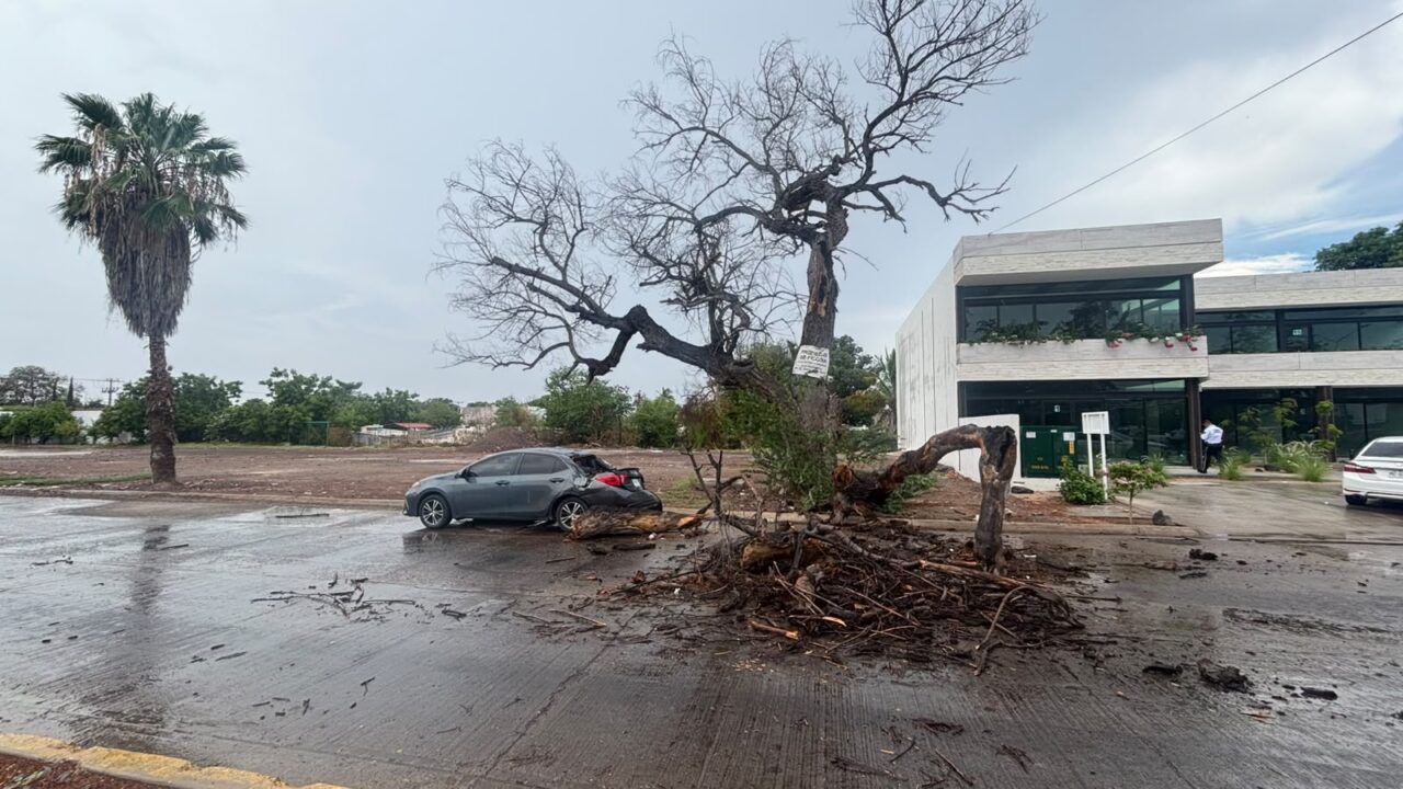 Cae rama de árbol y deja daño en dos vehículos en Los Mochis