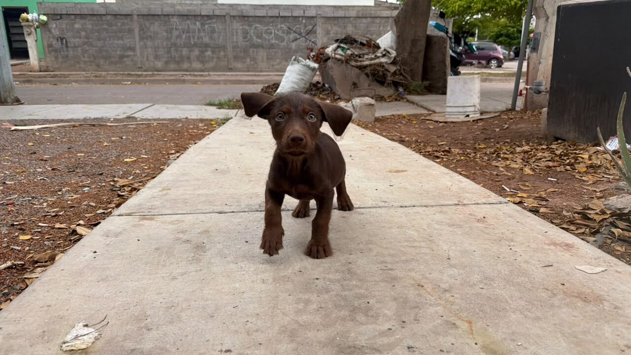 Día Mundial del Perro: Celebremos su lealtad y la adopción responsable