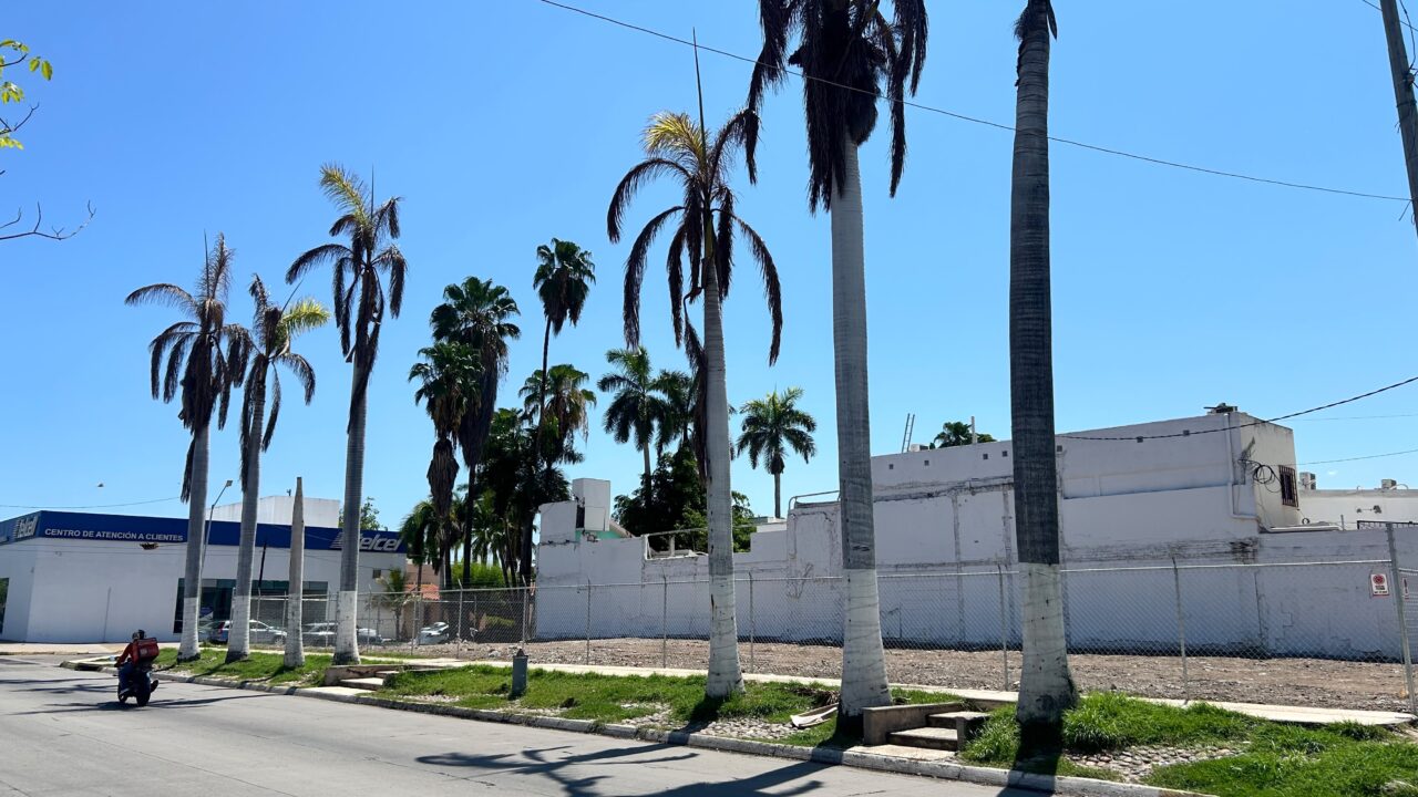 Gasolinera será multada con 90 mil pesos por secar palmas en Los Mochis