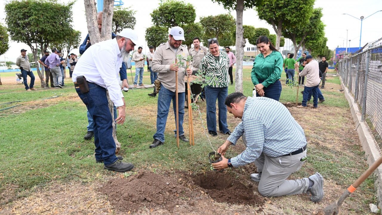 Reforestan Ciudad Universitaria: la UAS, a través de la UBU y Construcción y Mantenimiento planta 33 árboles endémicos de bajo consumo hídrico
