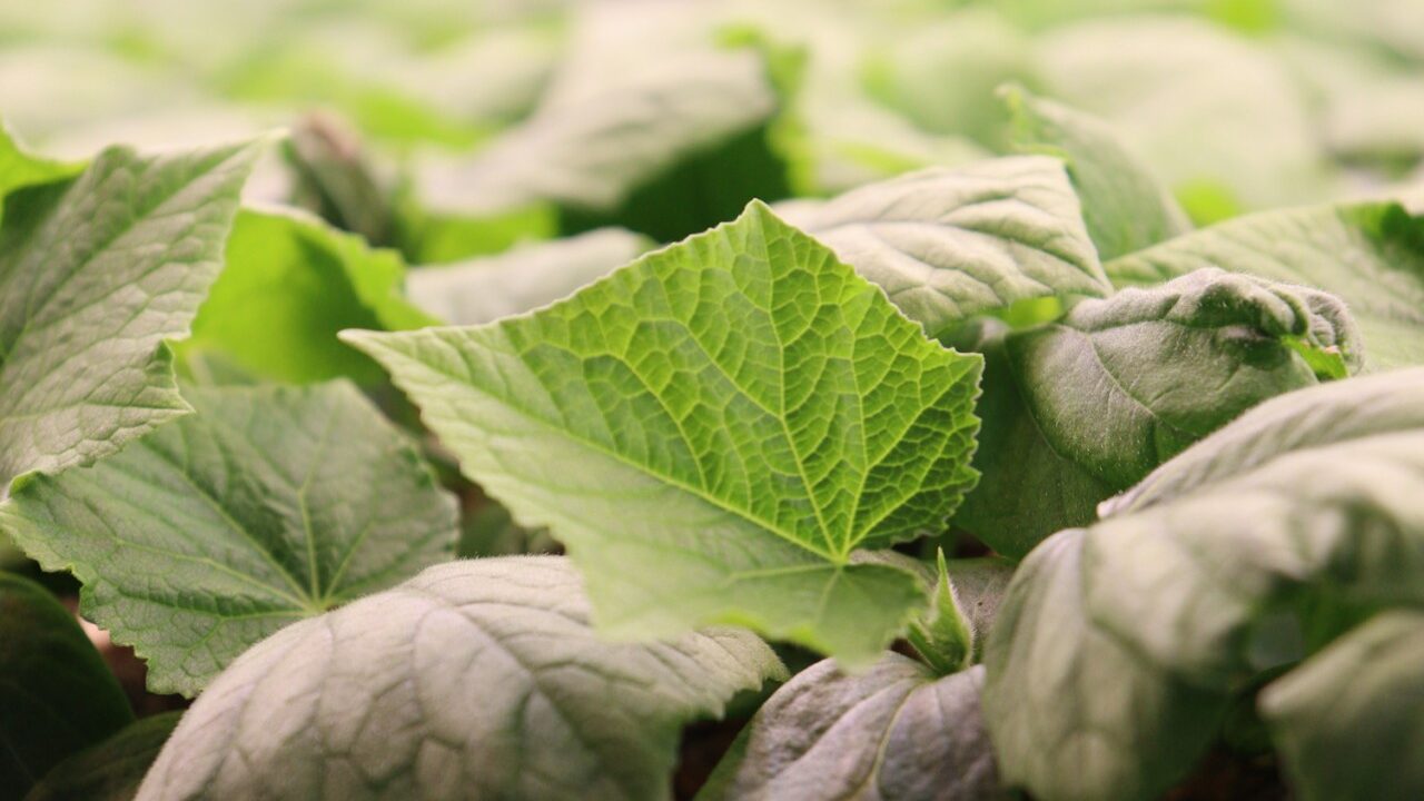 Con silicio y ácido acetilsalicílico, especialistas de la Facultad de Agronomía de la UAS impulsan una agricultura de bajo impacto ambiental