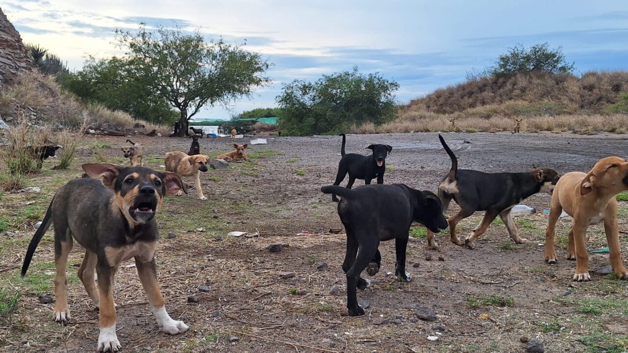 Playa el Maviri un refugio improvisado de perritos abandonados: El reflejo de irresponsabilidad y omisión social