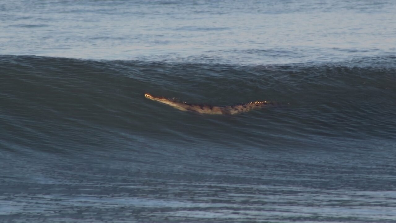 Playas de Mazatlán siguen cerradas por presencia de cocodrilo