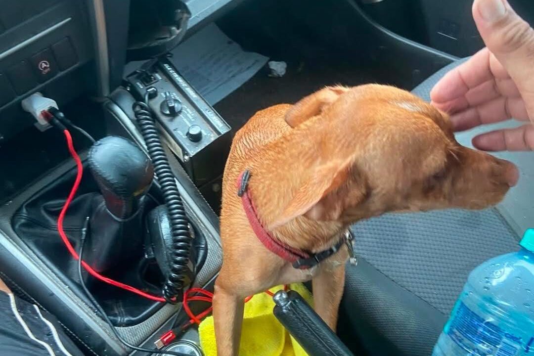 Rescatan a perrito atrapado en un arroyo tras lluvias en Culiacán