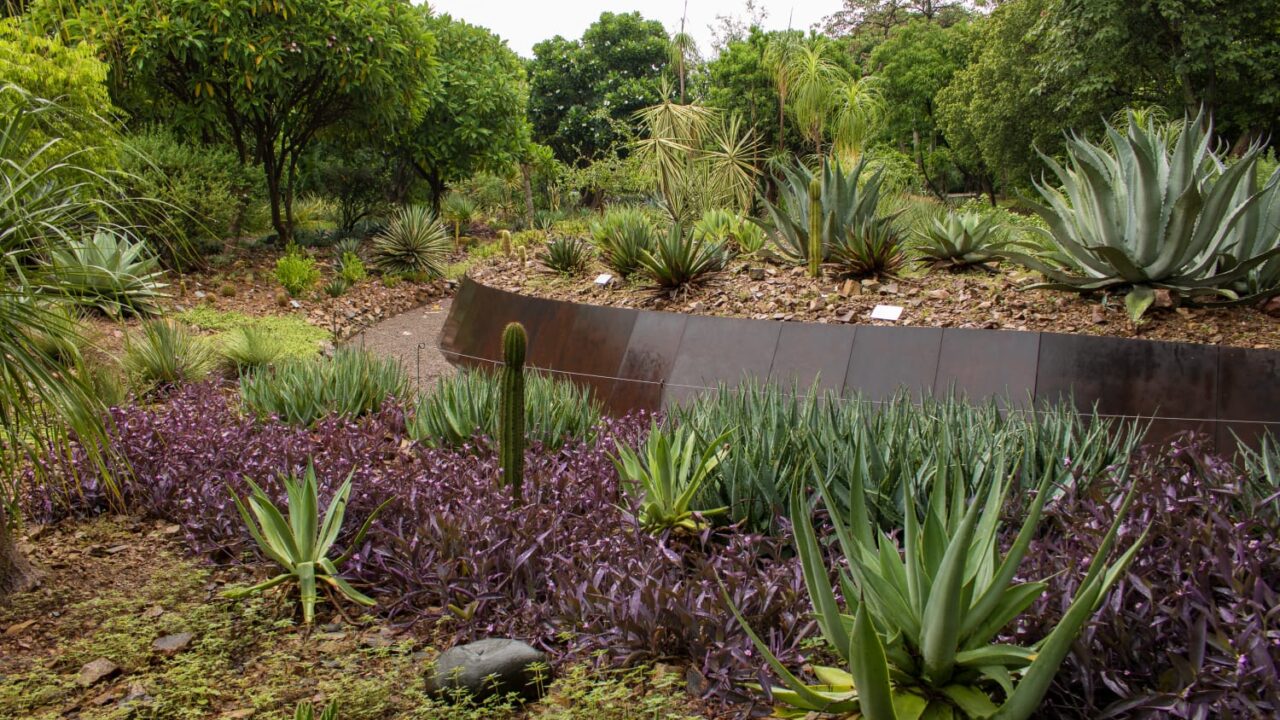 Las plantas también cuentan la historia de los pueblos