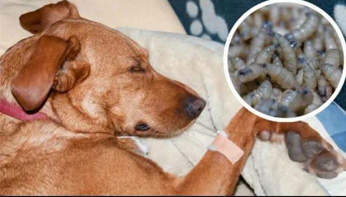 Llamado a la prevención: Cuida a tus perritos por caso de gusano barrenador