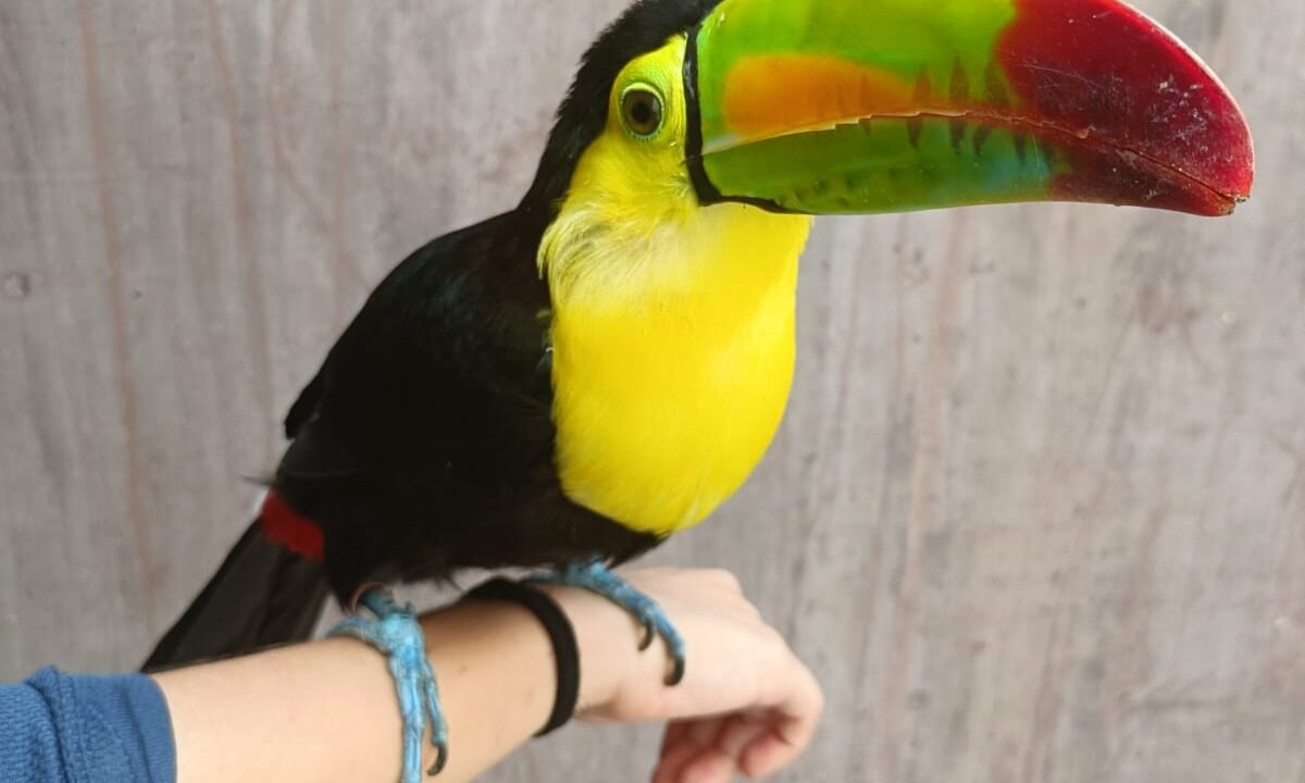 Mango, una segunda oportunidad para volver a volar