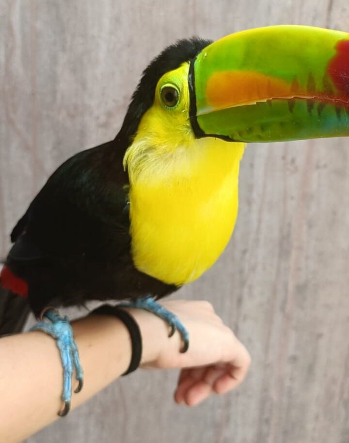 Mango, una segunda oportunidad para volver a volar