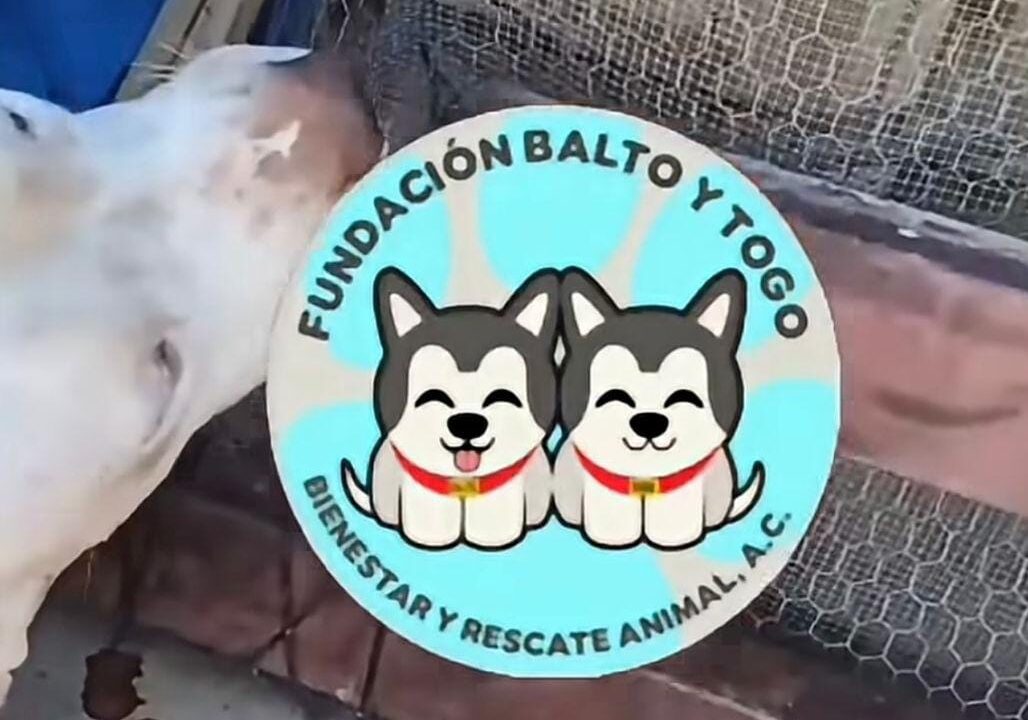 ¡Sin tregua maltrato animal en Sinaloa! Perrita pierde vida afixiada con su propia correa