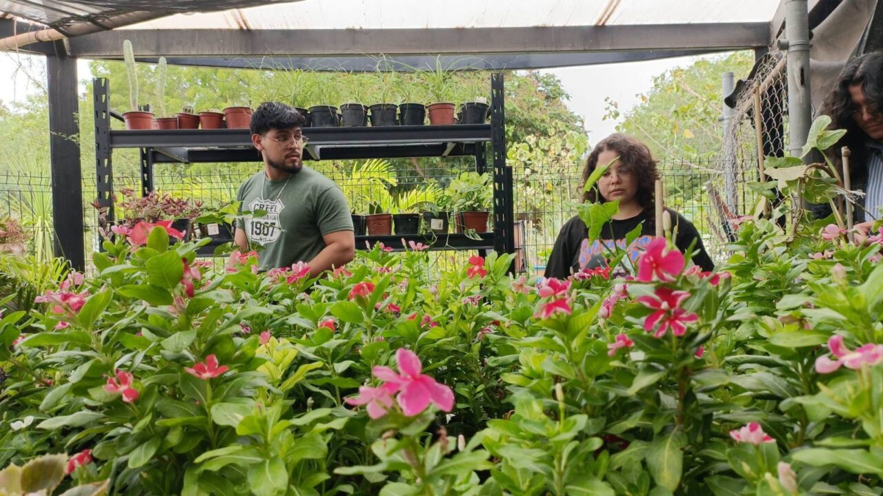 Parque Sinaloa te invita a su tradicional bazar de plantas