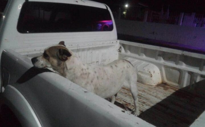 Investigan a hombre que habría arrojado agua hirviendo a dos perros en Michoacán