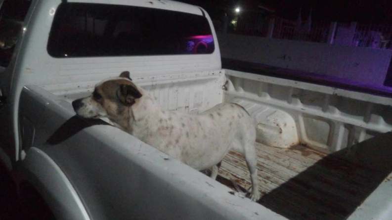 Investigan a hombre que habría arrojado agua hirviendo a dos perros en Michoacán
