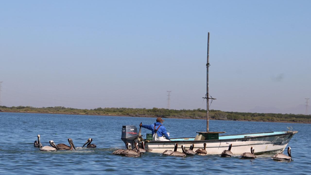 Pescadores de Aguacalientita denuncian bajo pago por filete y piden un precio justo