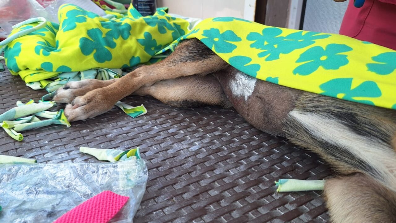 Suma ‘Navidad para Todos’ 195 esterilizaciones gratuitas en Los Mochis