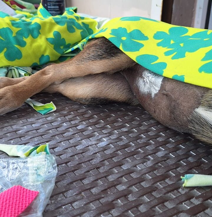 Suma ‘Navidad para Todos’ 195 esterilizaciones gratuitas en Los Mochis