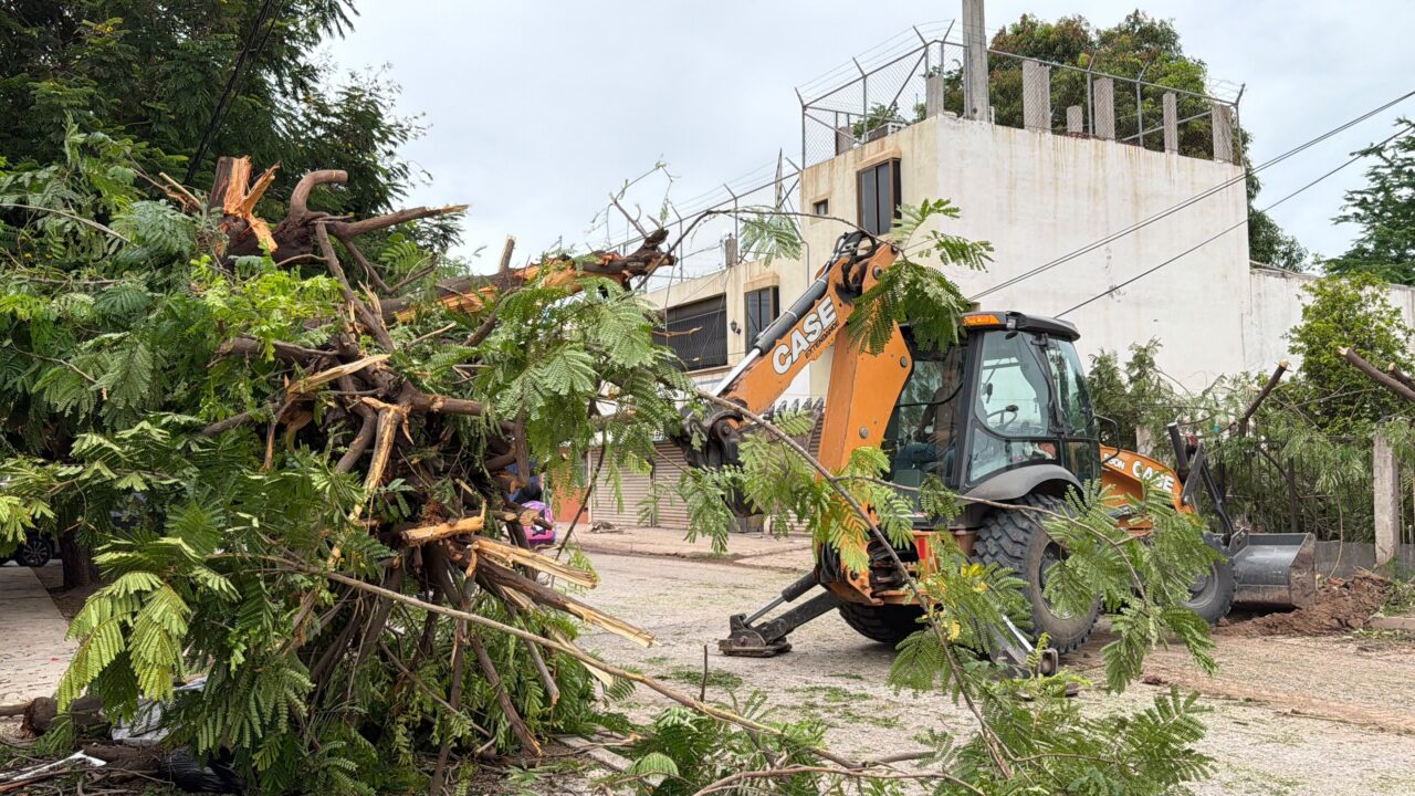 «Si se tumba un árbol, vamos a poner cinco más»: Cutberto Ríos tras derribo de árboles en el Pedro Anaya