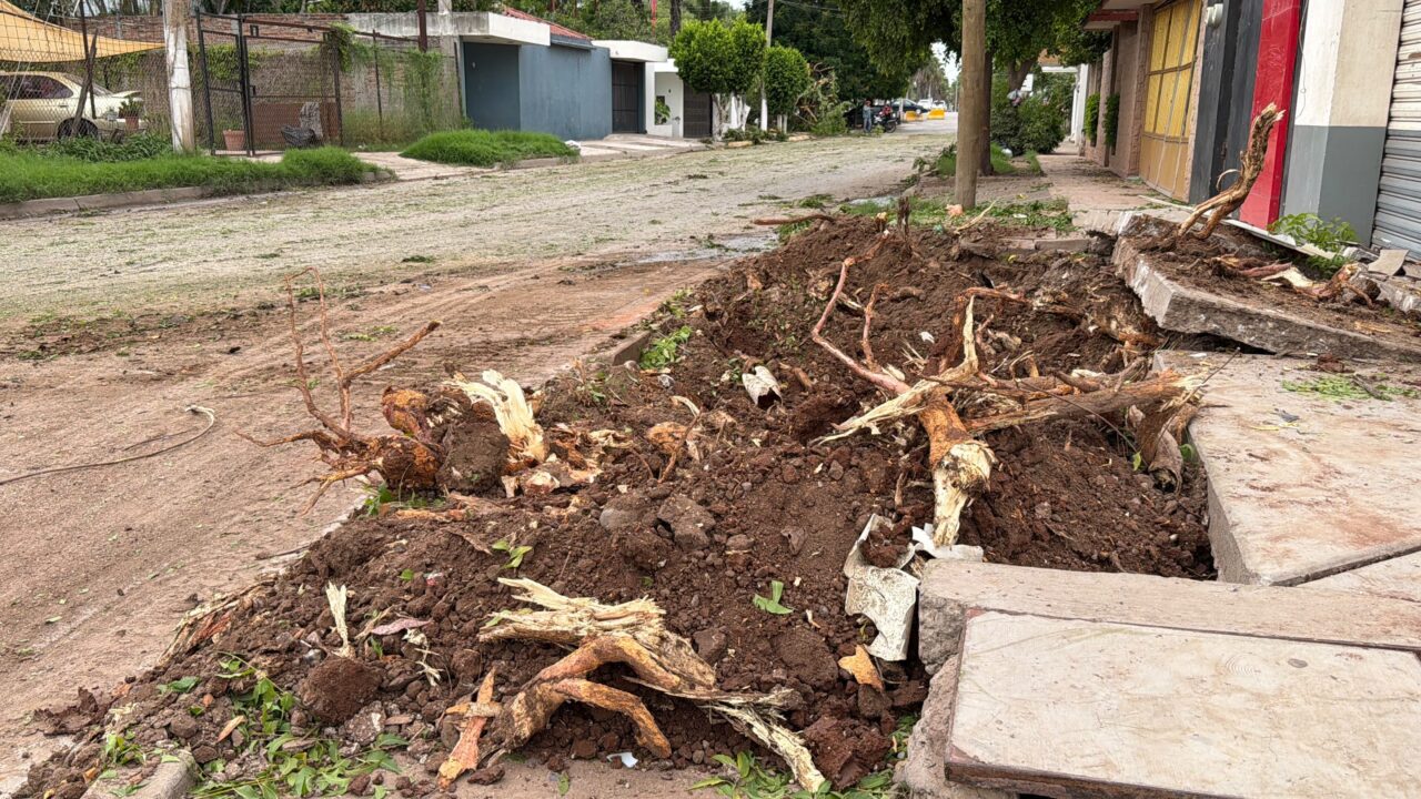 «Es lamentable»: Vecinos opinan sobre el corte de árboles en el Pedro Anaya