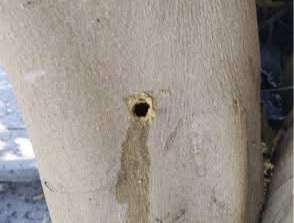 Denuncian presunto envenenamiento de árboles en Jiquilpan 2