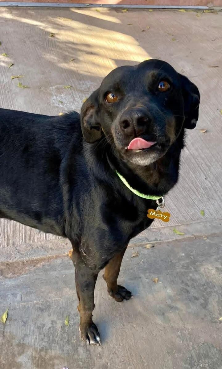Alertan ante posible caso de gusano barrenador en perrita de Los Mochis